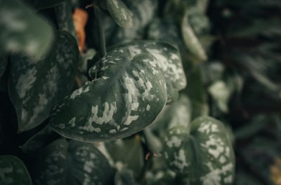 Scindapsus Silver Queen