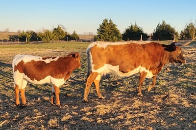 Belle, Miniature Longhorn cow and calf