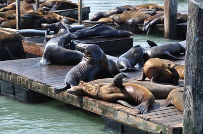 a group of sealsions sitting on a dock