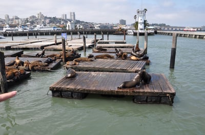 a person pointing at a sea lion in the water