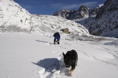 recherche en avalanche chien