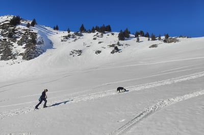 randonnée dans la neige avec chien