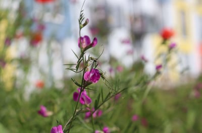 Stay2Munich Blumenwiese