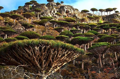 Socotra guide