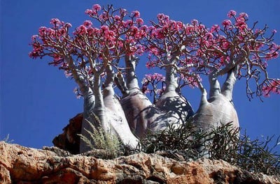 Socotra guide