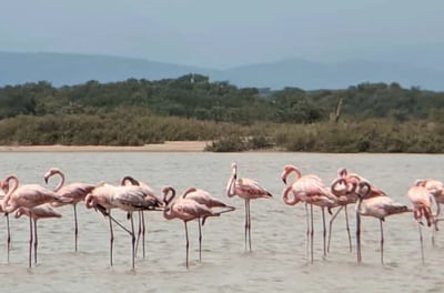 flamencos en el mar de playa camarones, la guajira