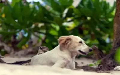 Pet friendly beaches near Anna Maria Island