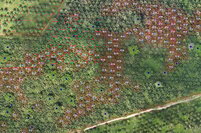 This are octogonal erradication inside a palm oil cultivation