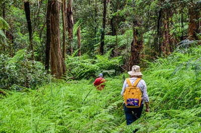 A beautiful hike in the Dandenong Ranges