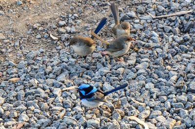 Four superb fairywrens in Werribee Gorge State Park