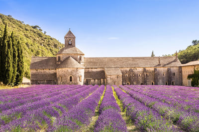 Abbey with Lavender field Senanque Gordes