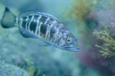 Serranus atricauda