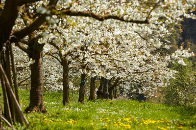 Sipplingen am Bodensee - Blühende Bäume im Frühling auf einer Wiese
