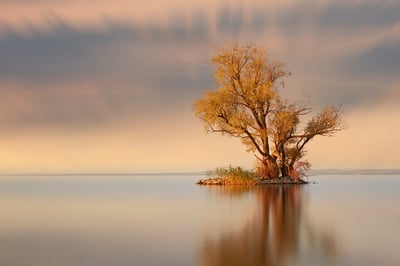 Bregenz am Bodensee - Einsamer Baum auf kleiner Insel im See