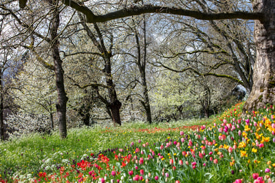 Mainau Insel - Tulpenblüte unter Bäumen im Frühling