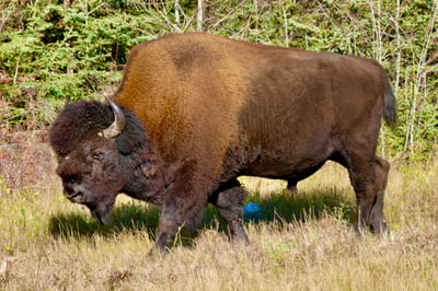 Plain Bison (Buffalo)