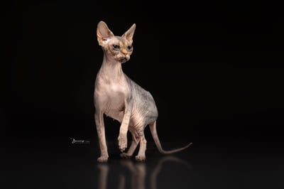 Shooting photo d'un sphynx