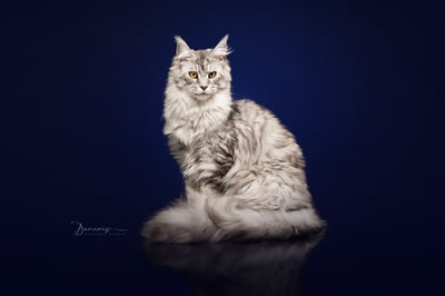 Shooting photo de notre maine coon 