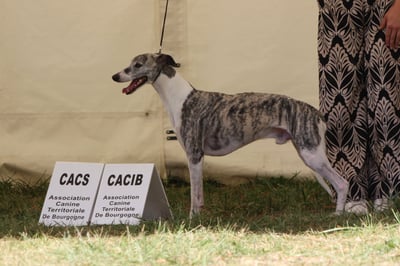 Mâle levrier whippet