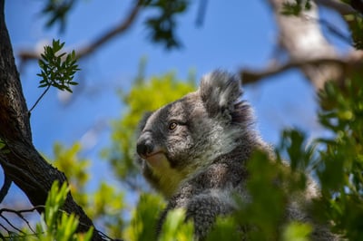 A koala in Cape Otway on the Great Ocean Road