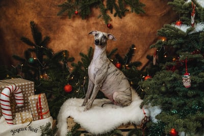 Shooting de Noël pour notre lévrier whippet