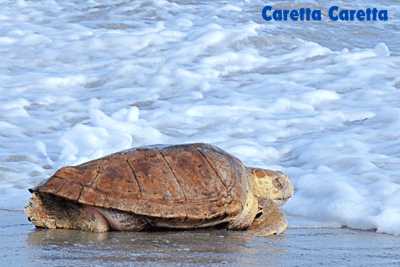 a carette caretta walking through the sea