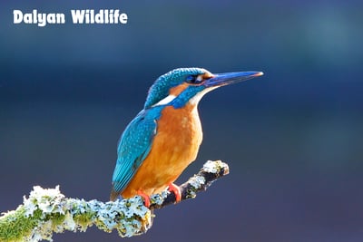 a bird with a blue beak