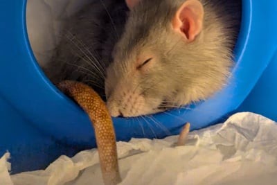 A gray rat sleeps comfortably in a blue Ratellite hideaway dome.