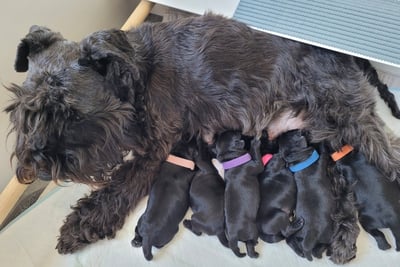 Schnauzer miniature et ses chiots