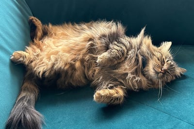Chat