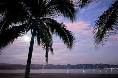 a palm tree with a full moon in the background