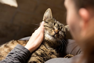 shows a  very happy cat being petted by its slave (owner)