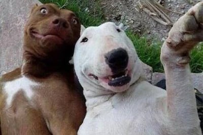two dogs posing for the camera. Both pulling goofy faces. Very funny.