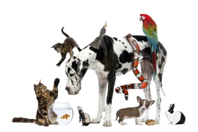 image of different pets - cats, dog, snake, parrot, rat