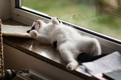 Cat lying on its back on windowsill totally chilled out