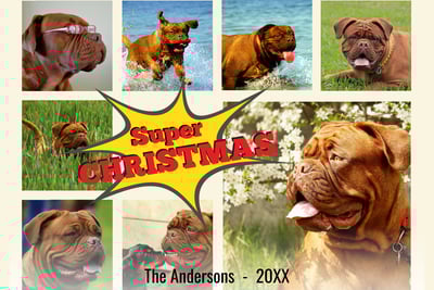 a dogue de bordeaux christmas card with a dogue de bordeaux