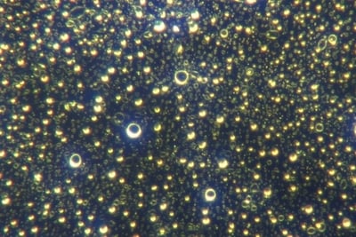 Image: higher magnification of micellar hydrogel construction, 2000x.