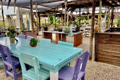 a table with a potted plant in a succulent and cactus garden in uis namibia