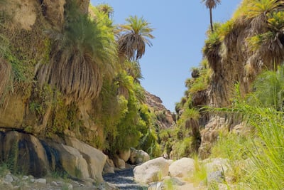 Wadis de Jordanie – canyons, oasis et randonnées entre nature et aventure
