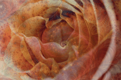Mother rose, the spiral of blooming and healing in sacred time