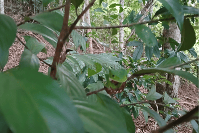 Uma pequena árvore na beirada da floresta e entre seus galhos uma majestosa perereca verde camuflada