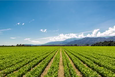 Agricultural field monitored with smart IoT sensors for environmental tracking