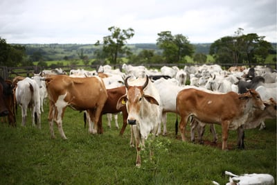 Cattle farm secured with AI incident detection and real-time alerts