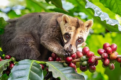 a small animal is eating coffee beans on a tree