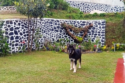 Dog in the garden at Nobel Bungalow Nuwara Eliya – pet-friendly outdoor space