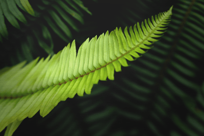 Ferns on silver brushed aluminum. High resolution, gallery-quality prints.