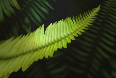 Ferns on golden brushed aluminum. High resolution, gallery-quality prints.