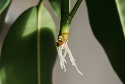 Cutting with new roots