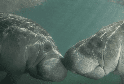 Two Florida Manatees nose to nose as the sun shines down on them.