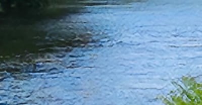 The river Dyfi from the bottom all grass site